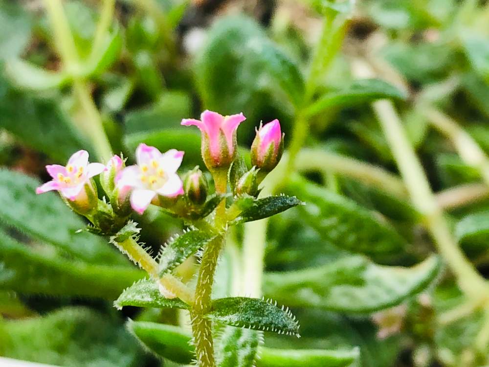 小さな庭の画像 by La vie en roseさん | 小さな庭とクーペリーとクーペリー あかりと多肉植物とスマホ撮影と多肉大好きとおうち園芸と今日の一枚と多肉女子と花のある暮らしと花が好き