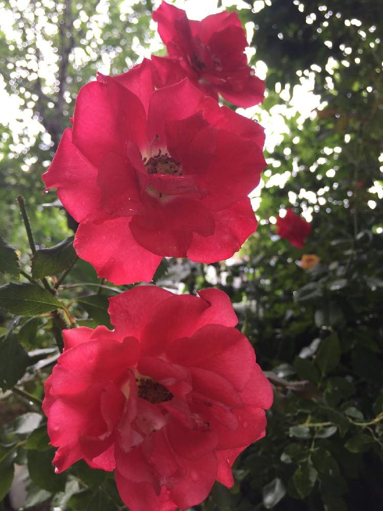 の画像 by teru teruさん | 薔薇と花持ちが良いとばら バラ 薔薇と癒しの時間♡♡とおうち園芸とありがとう ♡♡と嬉しい♡と鉢植えと感謝♡と真っ赤な火曜日と花のある暮らしとやっぱり花が好き♡