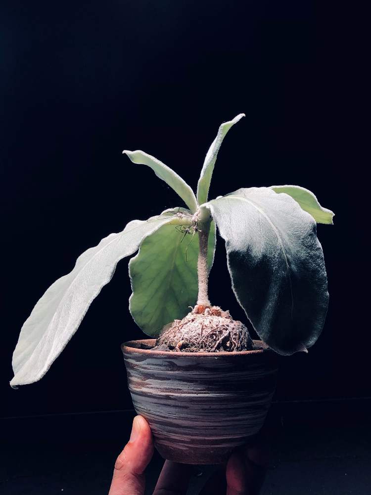 部屋の画像 by Tenさん | 部屋と断崖の女王と多肉植物と植物のある暮らしとファインダー越しの私の世界とワンハンドと塊根植物のある暮らしとシンニンギア属とコーデックスと職場の撮影ポイントと塊根植物とアートなTen写と珍奇植物とTen'sコーデックスとビザールプランツとiPhone撮影