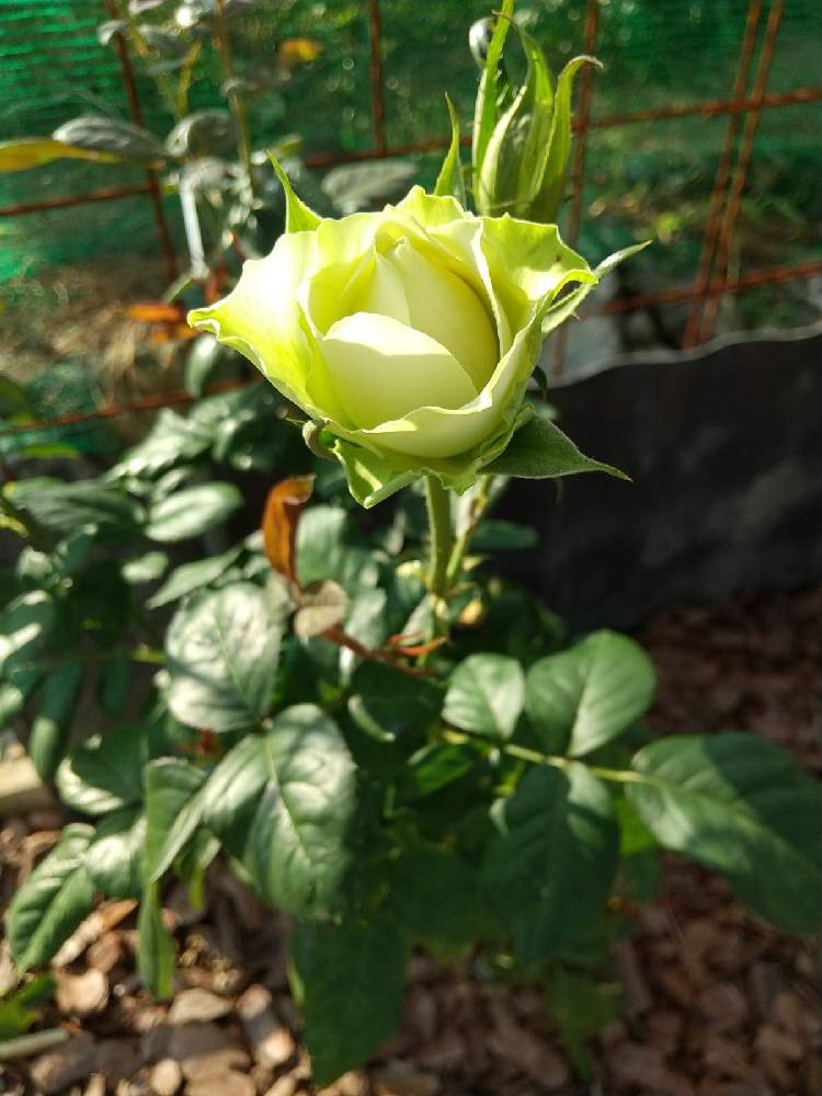 の画像 by えいきち×GARDENさん | ミントティーと露地植えとGS永ちゃん部と手作りの庭とCAT'S EYE MISSIONと薔薇の庭と庭づくりと本日撮影分と薔薇♪とえいきち★ガーデンと地植え