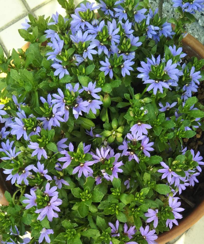 玄関の画像 by norikoさん | 玄関と小花会とチームブルーNo.071とおうち園芸と好きな色♡と鉢植えと青い花マニアとチーム・ブルーと金久