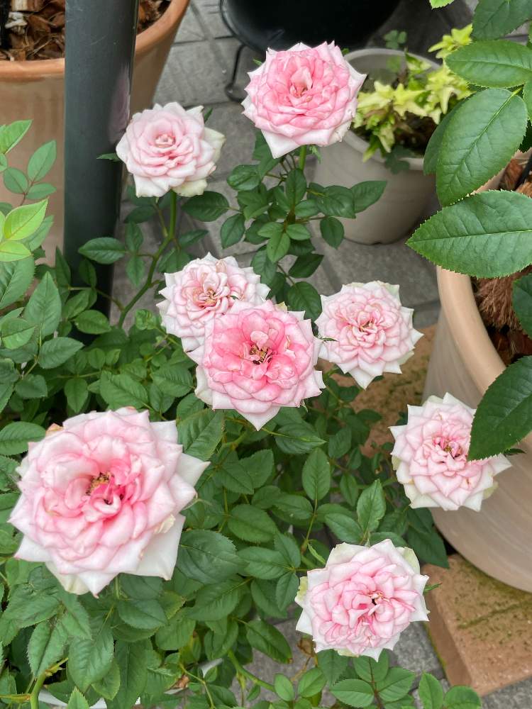 小さな庭の画像 by のんちゃんさん | 小さな庭とミニ 薔薇とコルダーナ シリーズと京成バラ園とおうち園芸とたくさん咲くと鉢植えと気軽とお花と緑のある生活とミニ薔薇