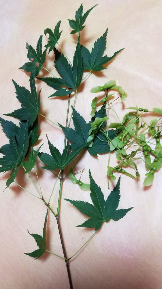 部屋の画像 by さちさん | 部屋といろは紅葉とその種と喜ぶ心♪大切。とみんなの幸せ願うと熱中症対策❣️とGSのみなさんに感謝♡とコロナに負けるな!と2021年コロナ対策‼️と小さな幸せ♡と緑が素敵と可愛らしい♡