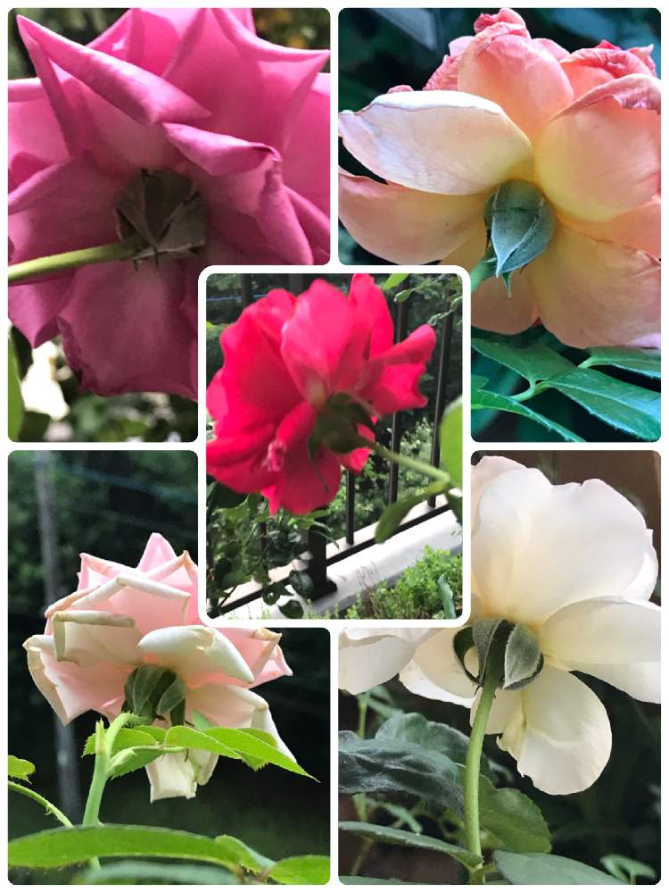 の画像 by ムーミンさん | ガンバレとバックシャンな薔薇さんたちと2020東京オリンピックとコロナ退散❗️と暑いぞ埼玉と灯せ❗️心の火