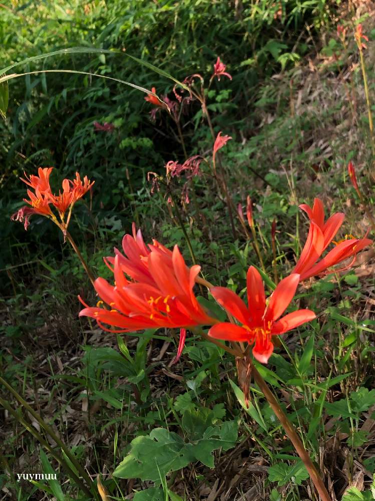 の画像 by ゆいみゅうさん | キツネノカミソリと山野草と多年草とあけぼの山公園とヒガンバナ科ヒガンバナ属