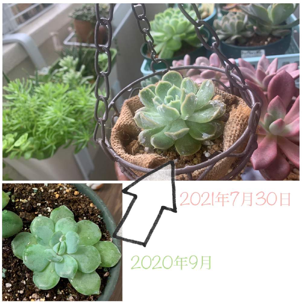 バルコニー/ベランダの画像 by mmmyyyさん | バルコニー/ベランダとラズベリーアイスと多肉中毒と多肉植物とあの人は今と多肉病とよろしくお願いしますと多肉に夢中とダイソーとベランダ多肉と狭いベランダと多肉はそのうち世界を救うと多肉バカとエケベリア属と名前を教えてくださいと多肉好きと多肉変態とDAISOと多肉初心者とダイソー産とDAISO産と多肉植物 多肉の有るくらし