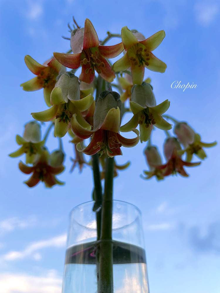 バルコニー/ベランダの画像 by Chopin(ショパン)さん | バルコニー/ベランダとチョコラインと花芽と植物のある暮らしとタコさんウインナーとかわいい♡とランプとお花のランプと夏空と多肉の花芽と多肉植物のある暮らしと美しいとコチレドン チョコラインと夏だฅ('∀'ฅ)♪ニャン♡と濃いめ投稿とかわいいと被災地にエールを…。と夏の空と多肉花芽とベル型の花と青空