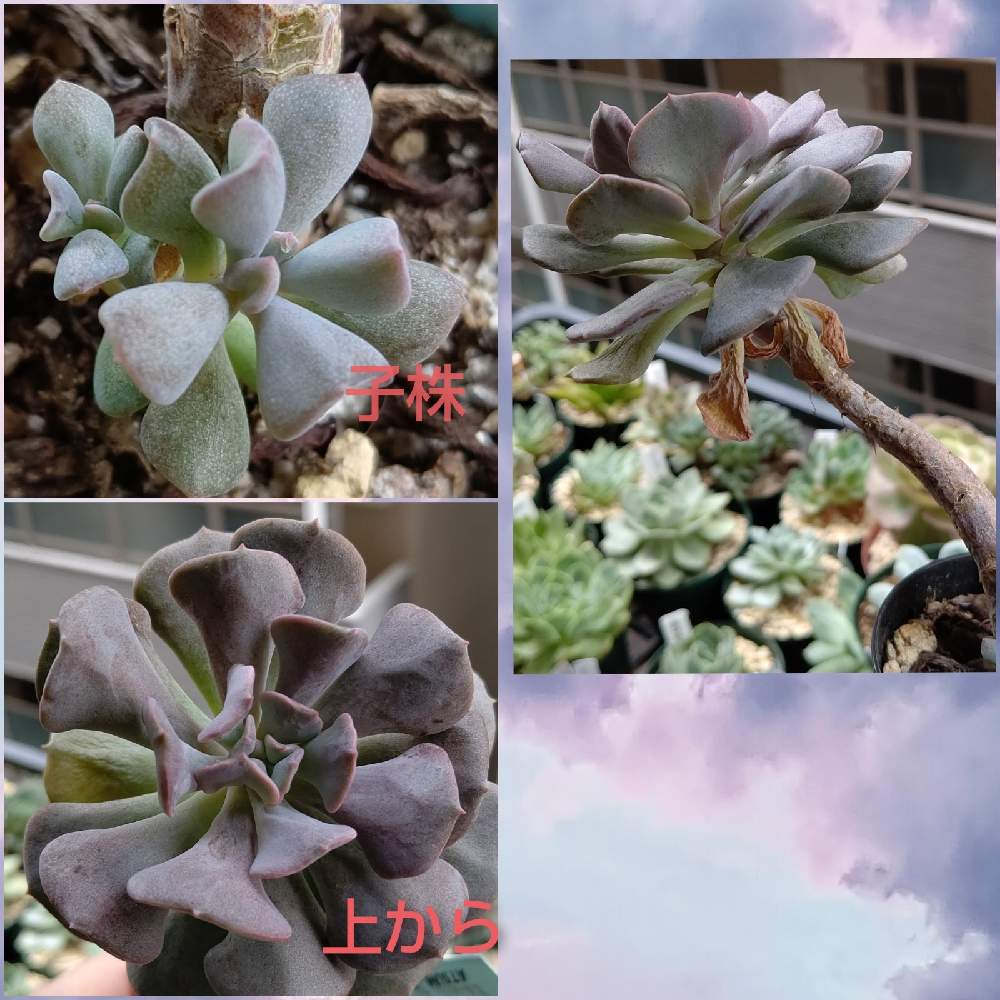 バルコニー/ベランダの画像 by マカロニさん | バルコニー/ベランダと多肉植物とマカロニのキュービックフロストと@横浜とおうち園芸と花も多肉も好き