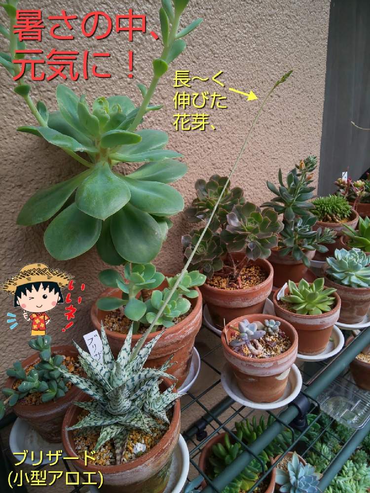バルコニー/ベランダの画像 by チョウさんさん | バルコニー/ベランダとwow!!!と何でやねん!と勝手気ままにベランダ~とGS映えと梅雨明け楽しみとGS日和と恋をしましょう!とおうち園芸と植中毒とHappyな気分と食わず嫌い?とタニラーと何となく幸せ!と珍奇植物と花とジジイ!と花のある暮らしとGREEN UP!とバルコニスト