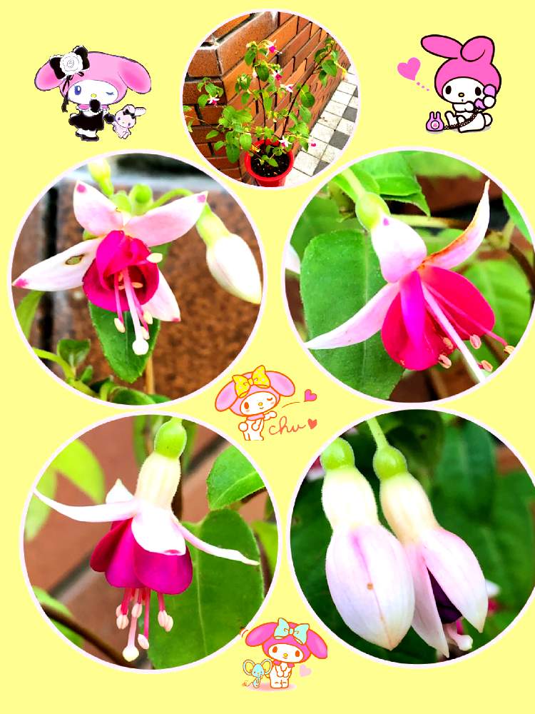 アプローチの画像 by ミ〜❣️さん | アプローチとフクシア ルージュブランと☆横浜☆ Love ☆とプチサプライズとチーム花が好き♡と頑張れ日本とビタミン Fと❤️いいね、ありがとうと愉快な仲間達♡と花のある暮らしとGS皆様ありがとうとマイメロとMy diary☆とチーム☆YOKOHAMA☆