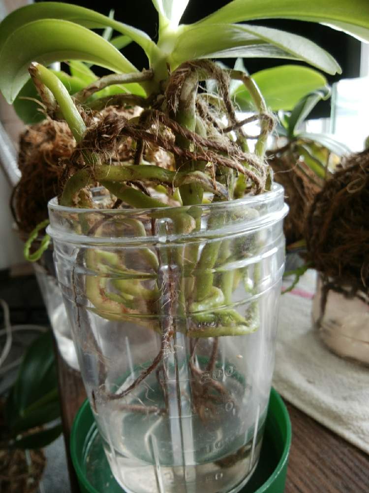 窓辺の画像 by オツベルさん | 窓辺とPhal.Pulcra Big×Phal.Violacea Indigoと香る蘭と着生ランとラン科とorchidとヤフオクとファレノプシス属と胡蝶蘭の花と香りの蘭と着生と根っこと蘭の沼と麻紐給水と洋ランといい香りとphalと胡蝶蘭 交配種と蘭の底無し沼と根っこフェチ