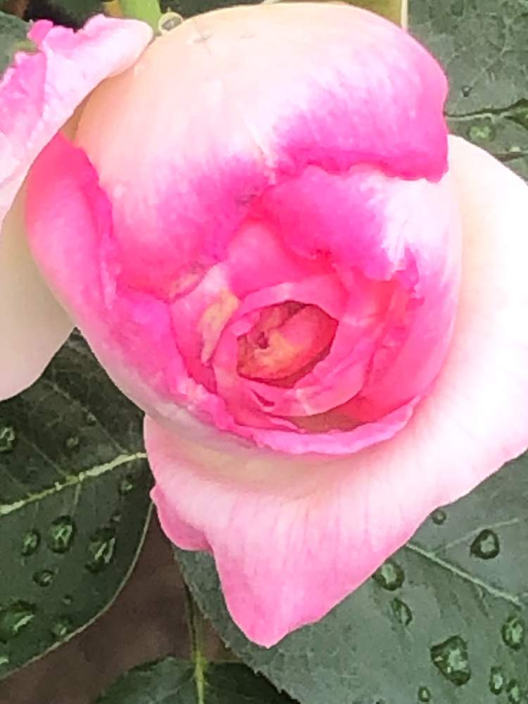 の画像 by 銀河の雫さん | プリンセスドゥモナコと鉢植えと薔薇♪とおうち園芸