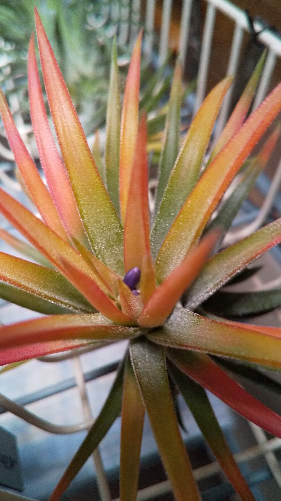 部屋の画像 by ちらねっこさん | 部屋とionantha 'Orange Blush Form’とインドアグリーンとエアプランツ チランジアとエアー プランツとチランジア【エアプランツ】とエアプランツ イオナンタと植物のある暮らしとティランジア属と植中毒とチランジア属とチランジアのある生活と チランジアとチランジアの花とチランジア イオナンタと室内管理とエアプランツとエアープランツ/チランジア