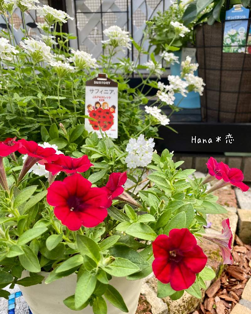 小さな庭の画像 by Hana*恋 gardenさん | 小さな庭とサフィニア JAPANレッドとサフィニア♪とサンフラビトと☘️Hana *恋 garden☘️とサンフラマニアとサントリー フラワーズとサントリーフラワーズのあるくらしと花のある暮らしと☘️Hana *恋☘️とあしたの花にできることと花と生きるサントリーとサフィニアJAPANレッド