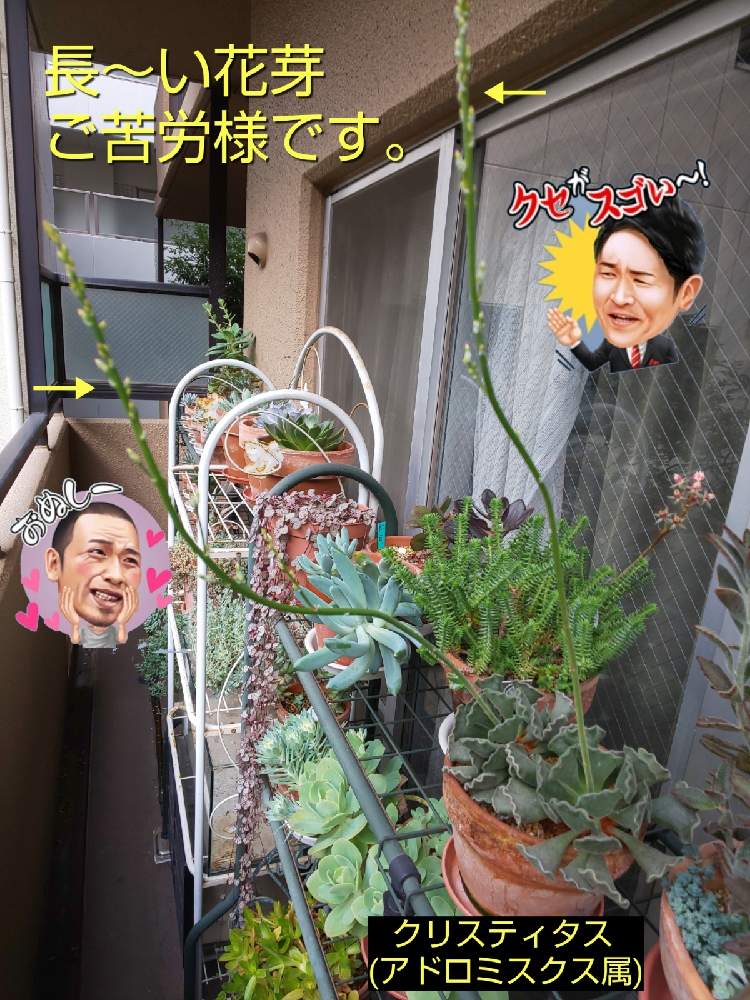 バルコニー/ベランダの画像 by チョウさんさん | バルコニー/ベランダとwow!!!と何でやねん!と勝手気ままにベランダ~とGS映えと梅雨明け楽しみとGS日和と恋をしましょう!とおうち園芸と植中毒とHappyな気分と食わず嫌い?とタニラーと何となく幸せ!と珍奇植物と花とジジイ!と花のある暮らしとGREEN UP!とバルコニスト