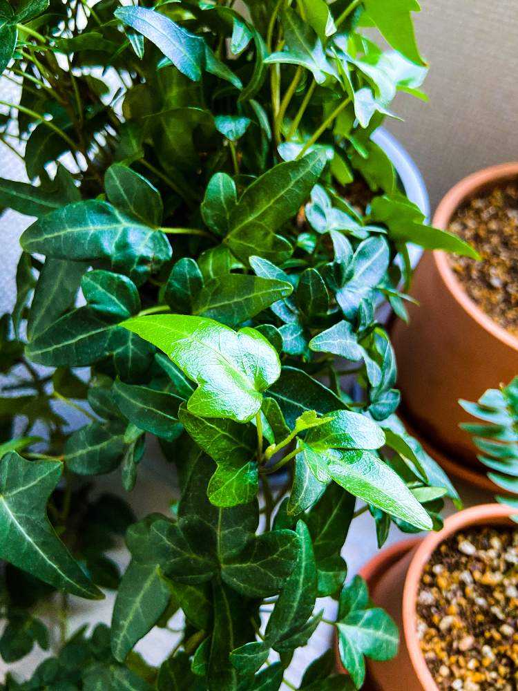 インテリアの画像 by Sarahさん | インテリアとアイビーと観葉植物とインテリアグリーンと植中毒とNO GREEN NO LIFE