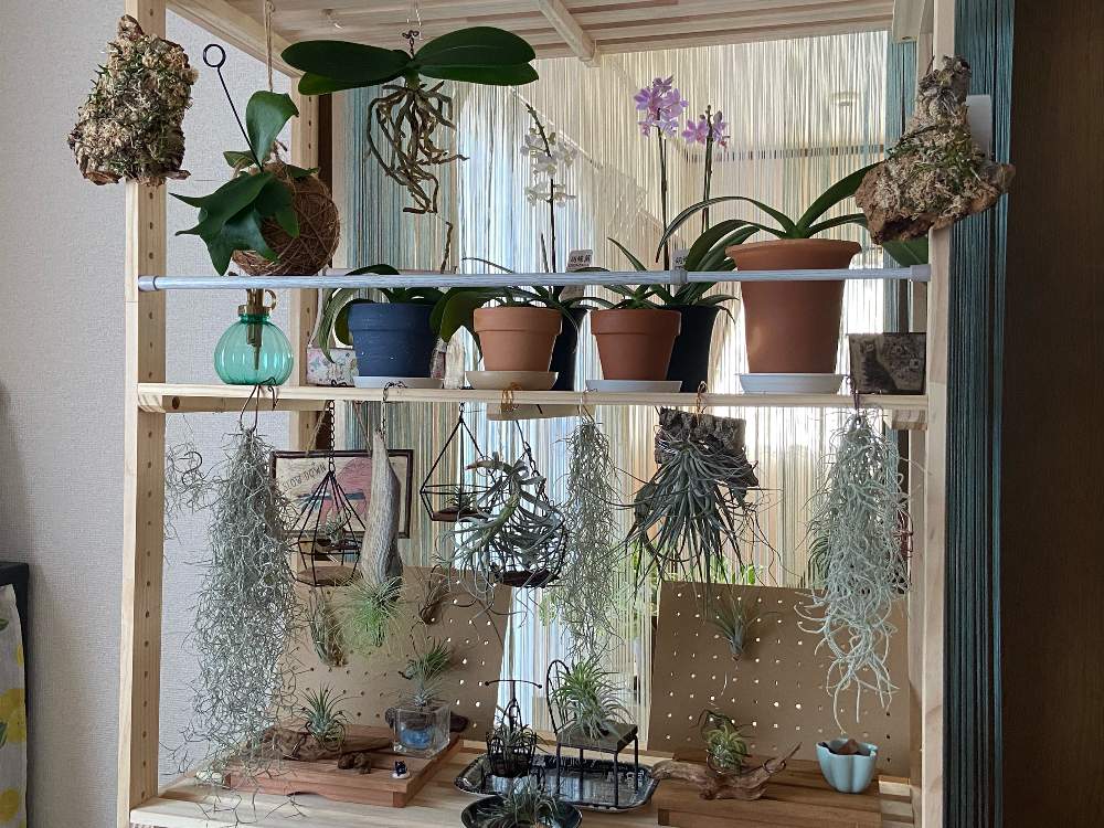 部屋の画像 by *☆ステラ☆*さん | 部屋と蘭たちとエアプランツたちとコウモリランと洋蘭と葉っぱも可愛いと植物のある暮らしと胡蝶蘭。と根っこも素敵と初心者と癒しと感謝と蘭 超初心者とおうち園芸とコロナに負けるな!とエアプランツ/チランジアと園芸初心者と室内管理と熱中症警戒アラート発令と ビカクシダとプラティセリウム ネザーランド