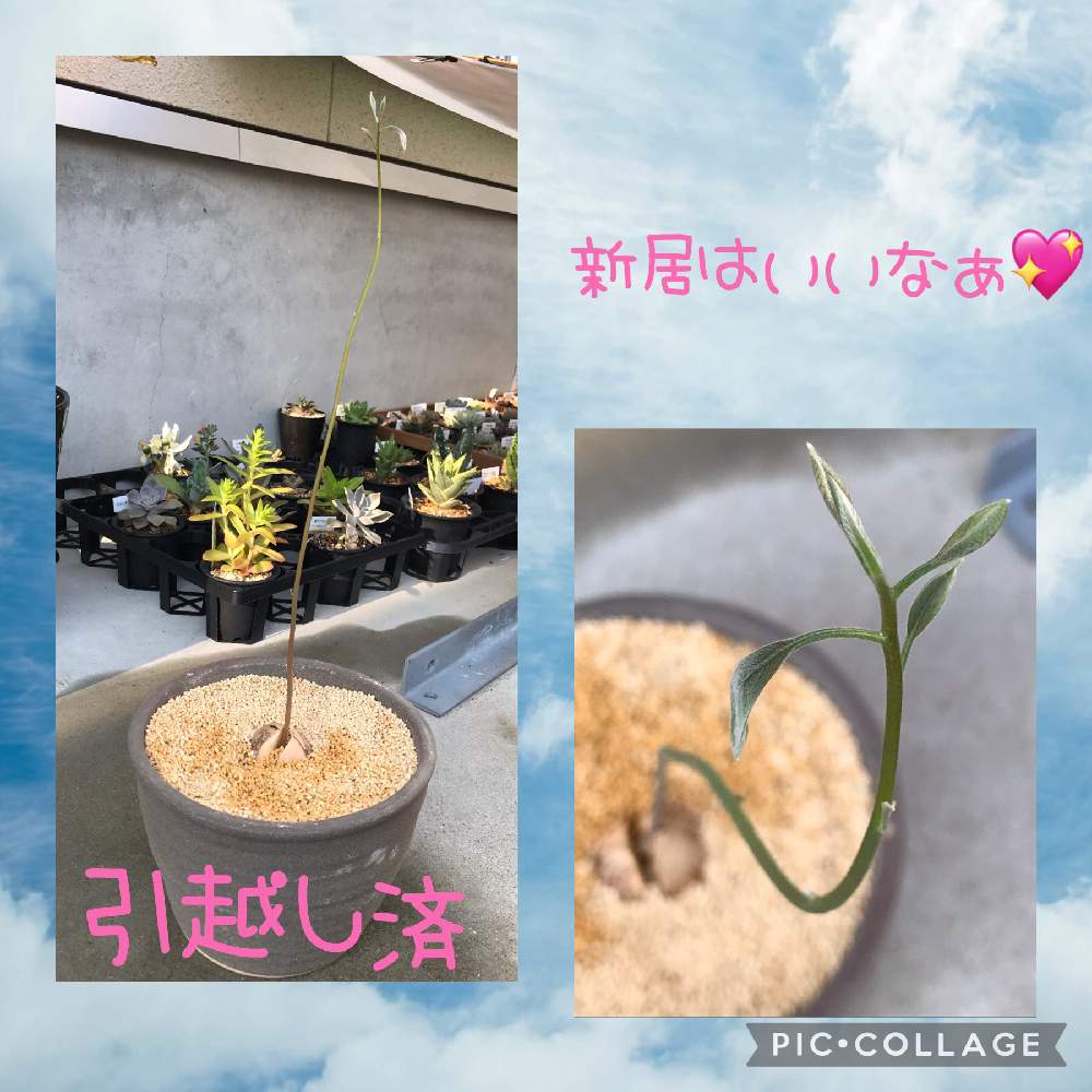 の画像 by Hunterさん | アボカドと多肉植物と多肉男子とスマホ撮影とサボテン☆とハオルチア属と多肉大好きとわが家の多肉スペースと多肉ちゃんとセンペルビウム属と植え替えとおうち園芸と寄植えとエケベリア属とアロエ属とタニラーとかわいいと徳島タニラーとガステリアと多肉初心者