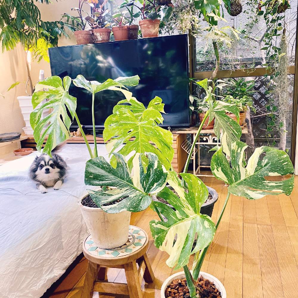 部屋の画像 by YOKOさん | 部屋とてんくんとMonstera thai constellationとモンステラ属とモンステラ ヴァリエガータと斑入り好き♡と過保護とモンステラ デリシオーサ イエローモンスターとcute♡とアロイドと 斑入りモンステラとサトイモ 科とモンステラ 黄斑とモンステラ好きっ♡とモンステラらぶ♡と葉っぱlove♥とLED栽培と可愛い♡