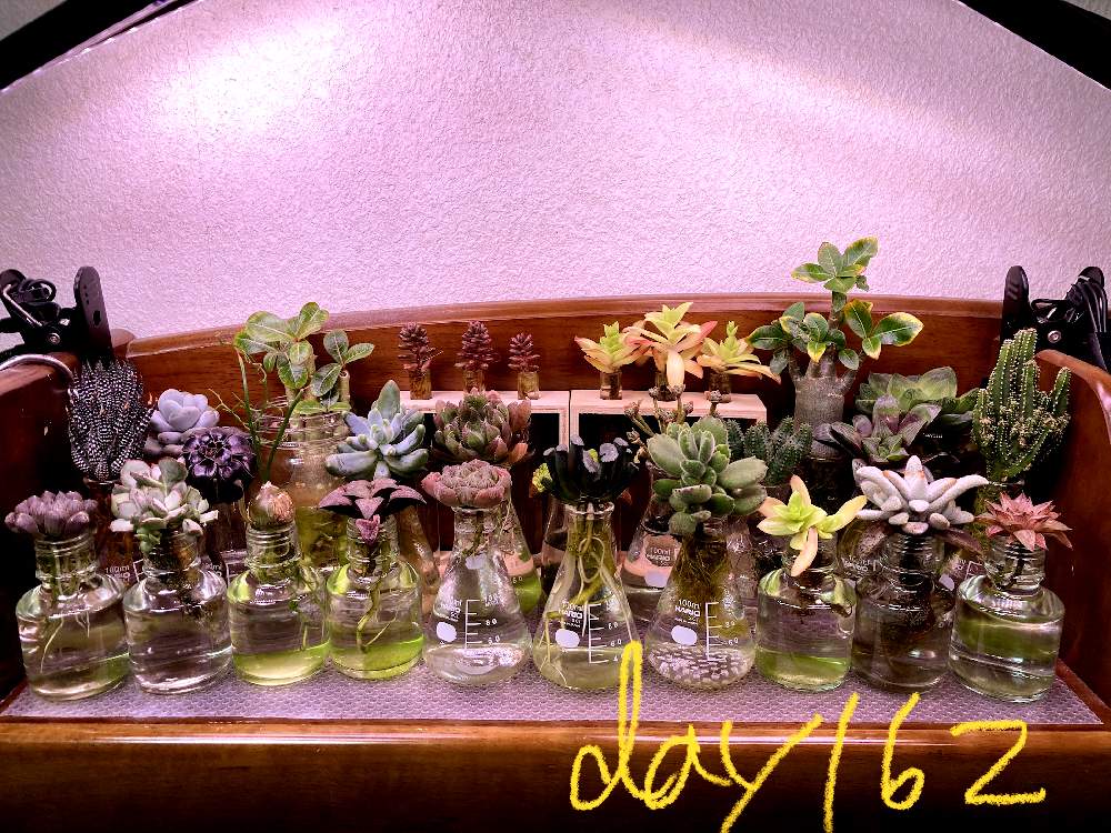 部屋の画像 by Domino@多肉水耕さん | 部屋と多肉植物と室内組と多肉水耕栽培とコーデックスと多肉植物水耕栽培と水耕栽培と塊根植物と多肉植物の水耕栽培とLED栽培