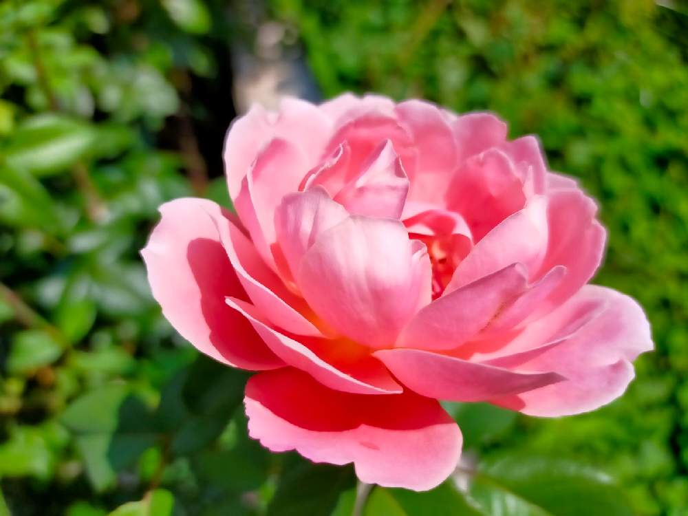 小さな庭の画像 by ちけさん | 小さな庭とバラと薔薇とバラ ピンクビンテージとばら バラ 薔薇と癒しの花と花のある暮らしと花が好きと薔薇大好きとばらに魅せられて