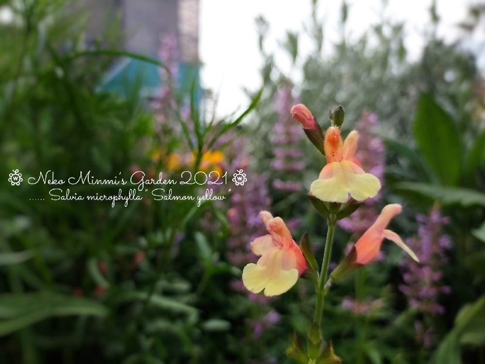 広い庭の画像 by 猫みんみさん | 広い庭とSalvia microphylla "Salmon Yellow" ( チェリーセージ " サーモン イエロー " )とみどりのある暮らしと植物のある暮らしとおうち園芸とso cute♡とお庭の植物とガーデニング初心者と癒し…♡と花のある暮らし