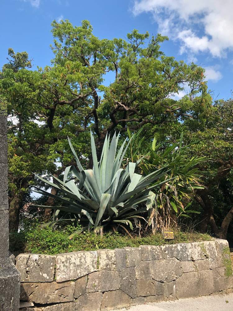 お出かけ先の画像 by オカピさん | お出かけ先とアガベ アメリカーナと多肉植物と観葉植物と沖縄と小さな幸せ♡とアガベ属とiPhone撮影と アオノリュウゼツラン