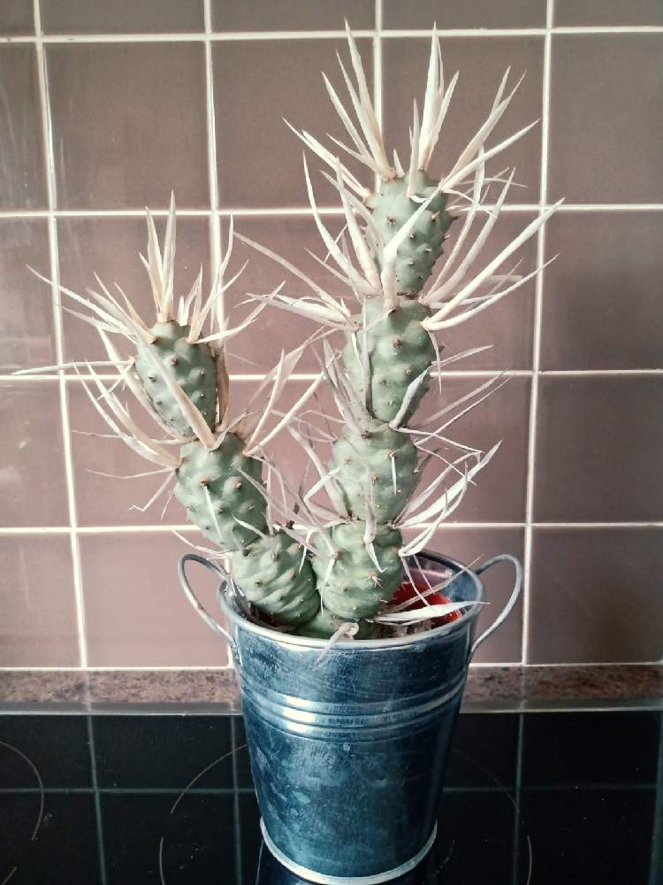 インテリアの画像 by 植物博士さん | インテリアとテフロカクタス属とサボテン科とcactusと多肉女子と鉢植え