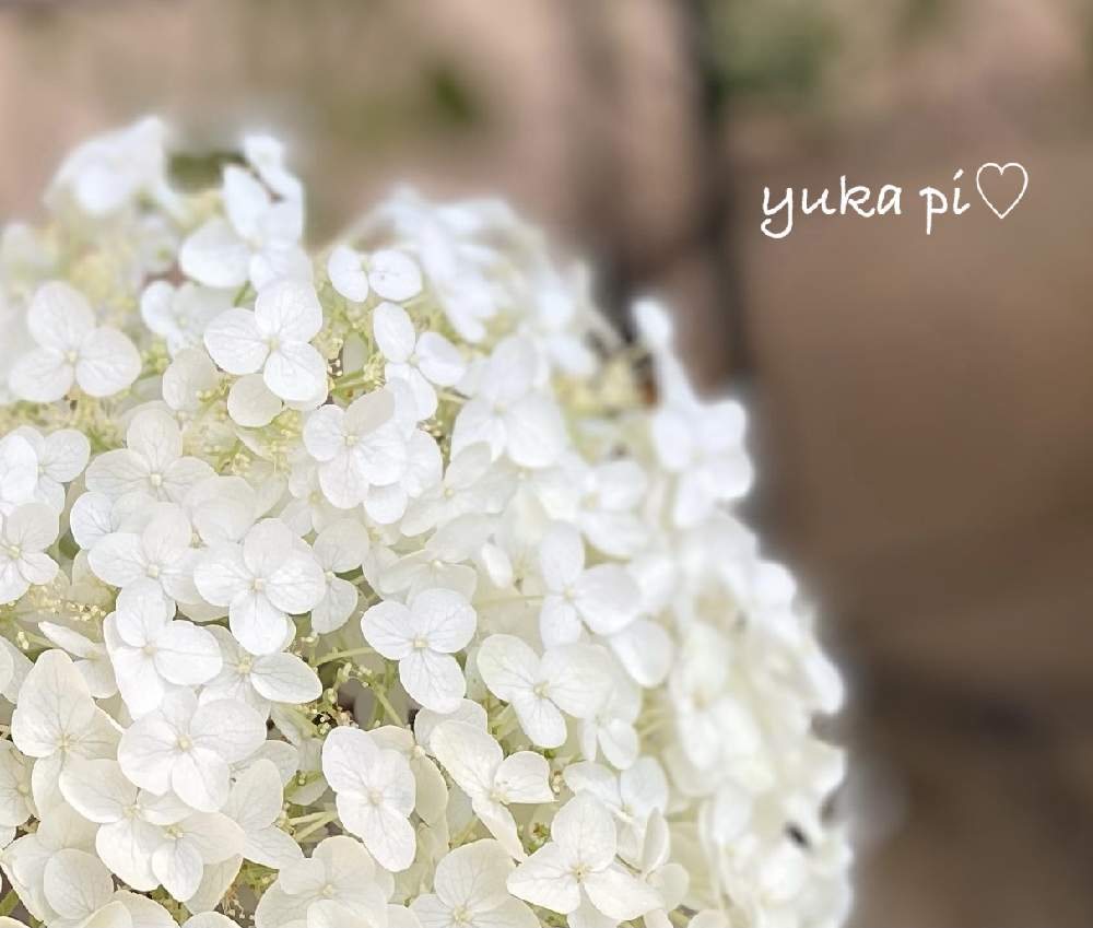 玄関の画像 by ゆかぴさん | 玄関と癒しと真っ白なアナベルとアナベル 紫陽花と可愛いと花のある暮らしと白い花