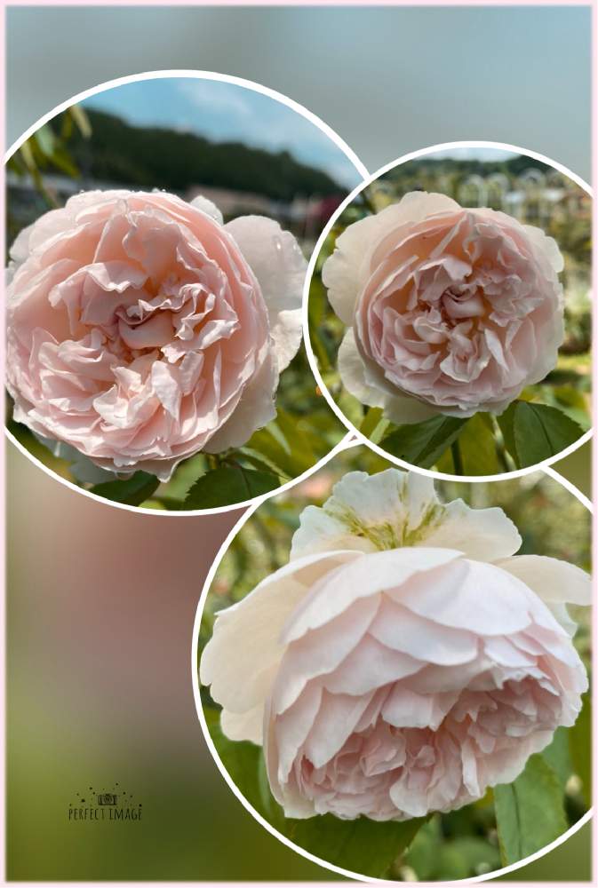 小さな庭の画像 by kuuさん | 小さな庭と薔薇を楽しむ♡とかわいい♡と薔薇に魅せられてと手作りの庭と癒しの時間♡♡と鉢植えと花のある暮らしと薔薇大好き