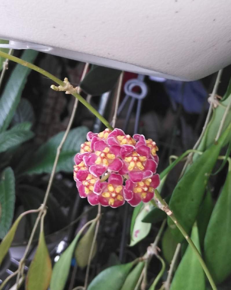 窓辺の画像 by ◎蘭菊◎さん | 窓辺とホヤ spと◎蘭菊◎のホヤとホヤの花とGS映えとおうち園芸と植中毒とホヤと北海道からとホヤ属とホヤはいいぞ!と花のある暮らし
