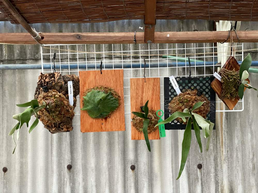 小さな庭の画像 by あーちゃんみーちゃんさん | 小さな庭と#植中毒とビカクシダ板付と俺のビカクシダとコウモリラン初心者とbotanical lifeとビカクシダ普及委員会とビカクシダ ・ビーチーとインテリアグリーンと ビカクシダ・グランデ