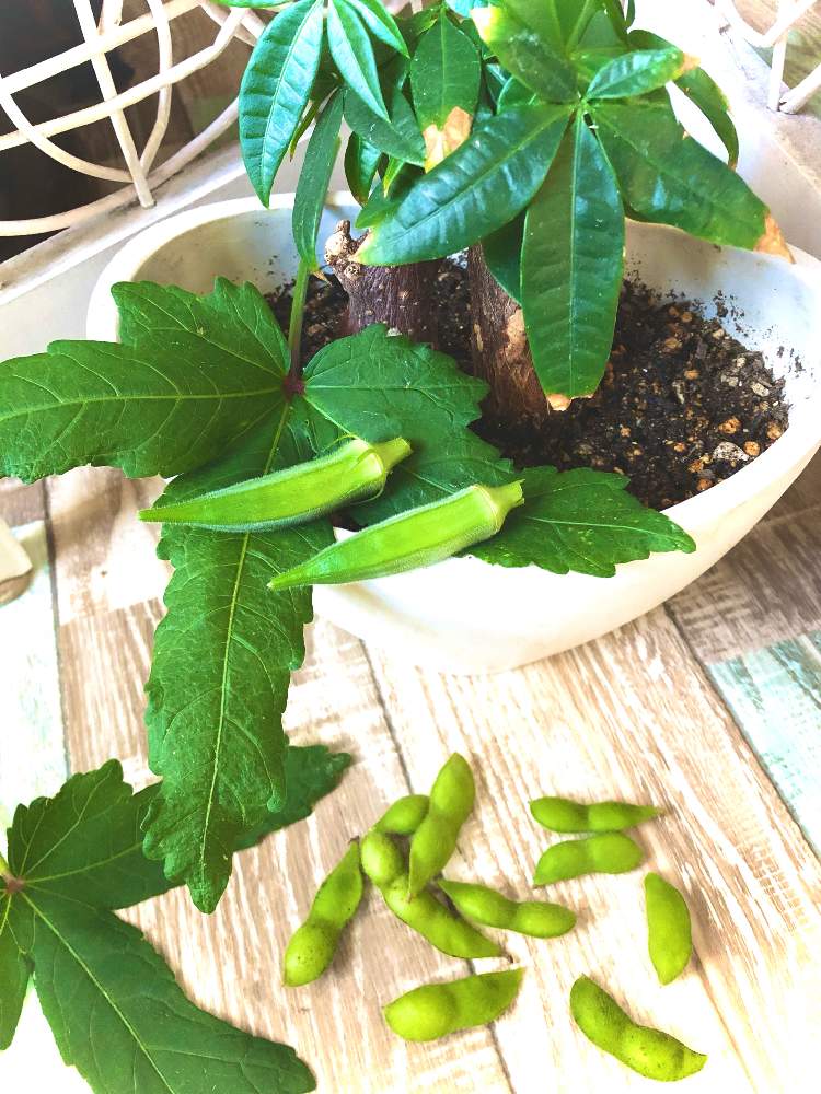 部屋の画像 by ニコちゃんさん | 部屋とオクラとパキラと中生枝豆と観葉植物とプチ家庭菜園と家庭菜園と今日の収穫♪とオクラ♡とオクラ収穫とおうち園芸とオクラ栽培と枝豆!と埼玉と家庭菜園初心者とベランダ菜園と家庭菜園奮闘日記とパキラ★と夏野菜と種から枝豆と枝豆の成長