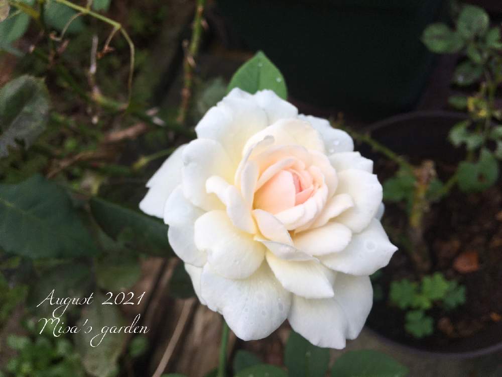 小さな庭の画像 by misaさん | 小さな庭とバラとソンブロイユとHTCと植物のある暮らしと千葉県と薔薇愛同盟と小さな庭づくりとここちいい時間とバラのある暮らしとGSのみなさんに感謝♡と頑張れ地球‼️と植中毒とバラと夢CLUBとバラ・オールドローズと❤️いいね、ありがとうと2021 GSでバラ園と無農薬と花のある暮らしとお庭とバラ・ミニバラと頑張れ❗️日本