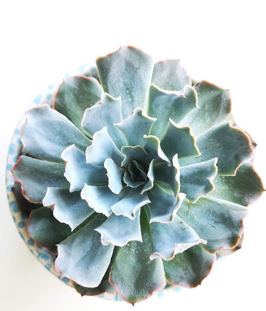 お出かけ先の画像 by eyeさん | お出かけ先とEcheveria 'Blue Frills'とリメ鉢!とブルーフリルズとエケベリア属 ブルーフリルズと☆eye☆フリル系とCreated by Renee O'Connellとカマクラファームと☆eye☆エケベリア属と高知県とブルーフリルズ☆とEcheveria 'Blue Frills'とICNと交配種とAltman Plantsとレニー・オコンネルとエケベリア属と☆eye☆交配種とRenee O'ConnellとICN(国際ベンケイソウ科ネットワーク)とEc.×インブリカータと☆eye☆は行と⭐eye⭐リメ鉢と高知市円行寺と☆eye☆318