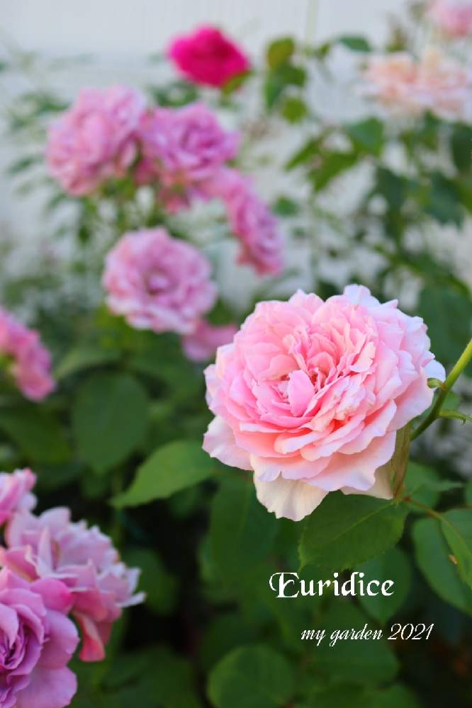 の画像 by モコママさん | 薔薇♪とバラを楽しむとばら バラ 薔薇