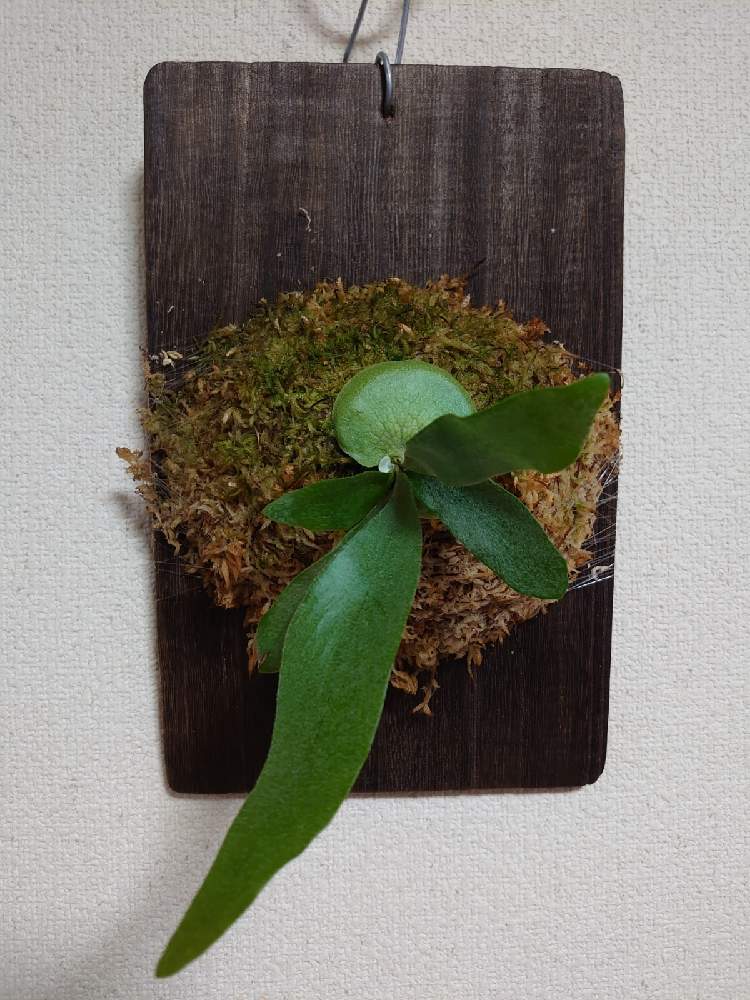 部屋の画像 by Yoshiさん | 部屋とPlatycerium bifurcatum sp.whiteと着生植物とウラボシ科と着生シダとシダ植物とビカクシダ属とメリクロン株