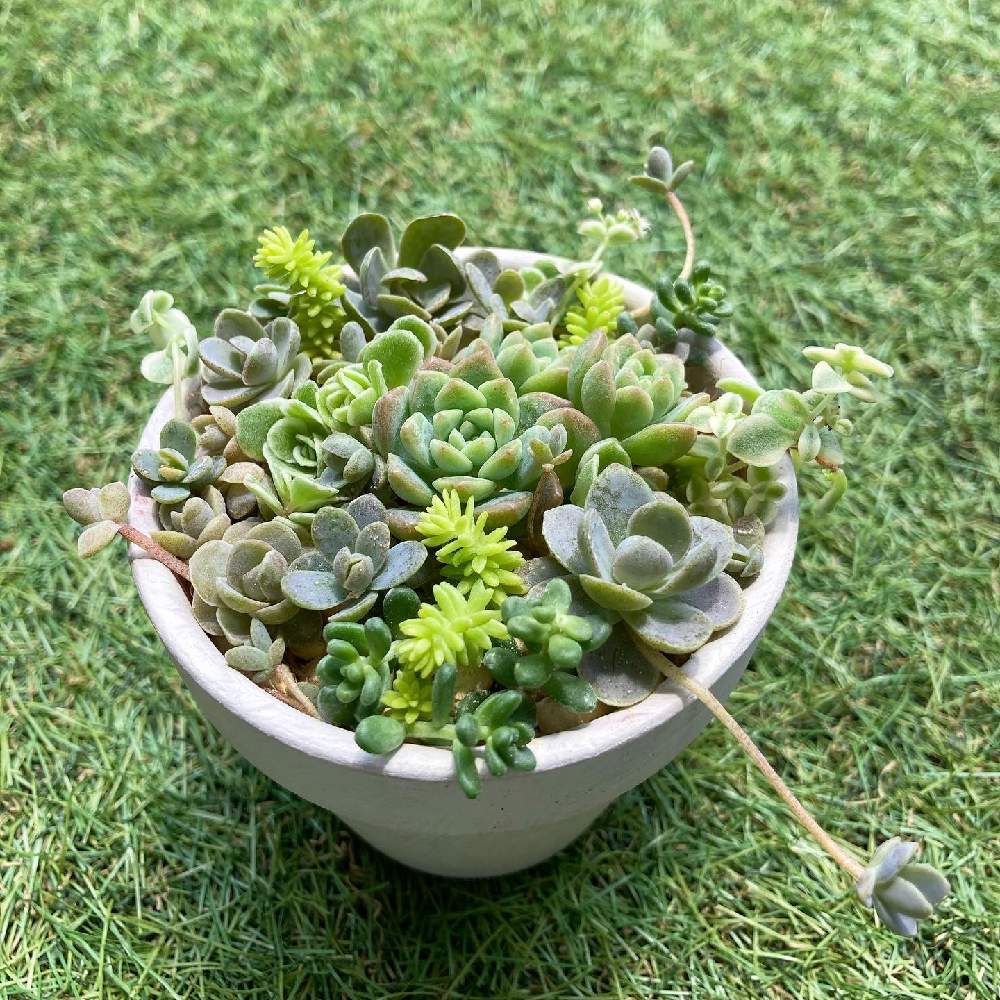 バルコニー/ベランダの画像 by KKママさん | バルコニー/ベランダとセダム寄せと葉っぱが好きと植物のある暮らしとセダム寄せ植えとガーデニング初心者と成長記録と園芸初心者と多肉初心者と癒しのひと時とちまちま寄せ