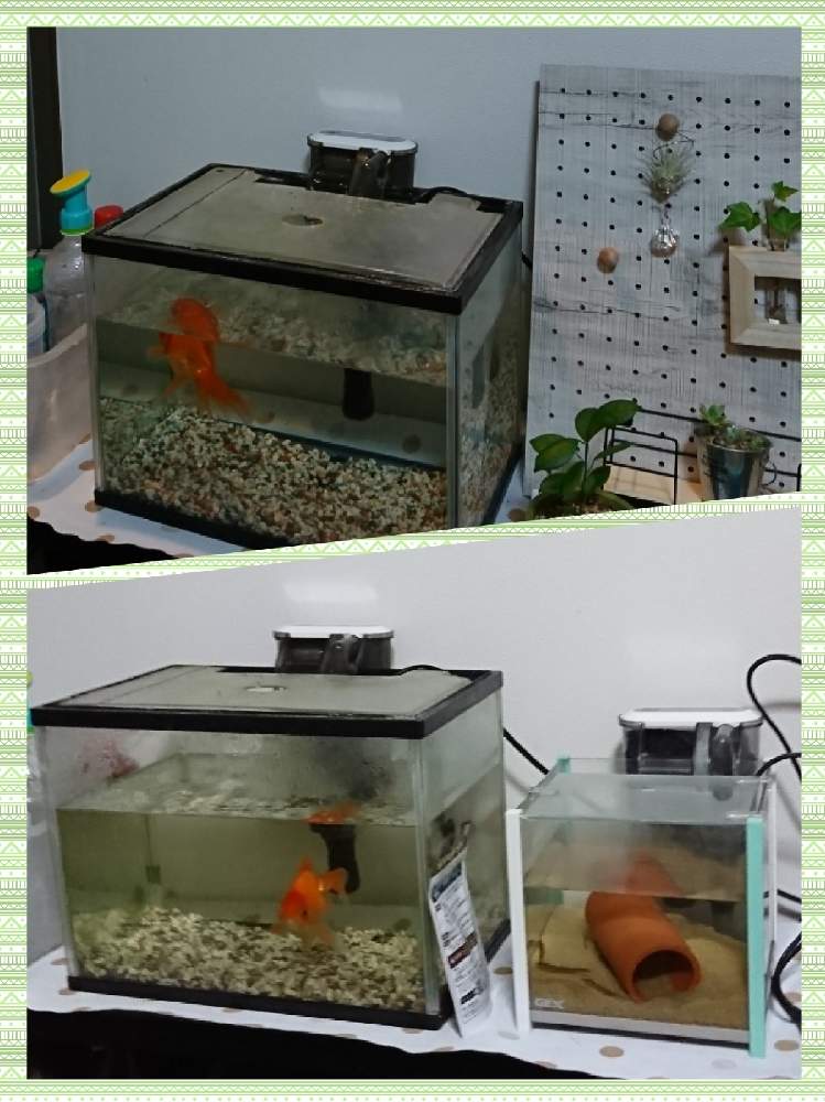 玄関の画像 by momomomomさん | 玄関と100均雑貨と観葉植物と植物のある暮らしと西日の当たる場所とエアープランツ☆と100均エアープランツと多肉のある暮らしと100均インテリア