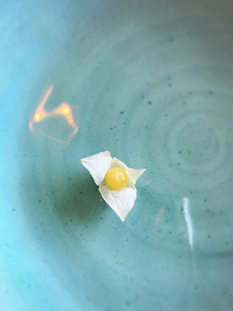 キッチンの画像 by ミンティーさん | キッチンとグランドチェリーと今日の収穫♪とおうちde菜園と甘い❤と初挑戦と美味しいとおうち園芸と癒されると緑がある暮らしと食用ホオズキと可愛いと家庭菜園初心者と花のある暮らしと家庭菜園奮闘日記と緑のある生活と初収穫