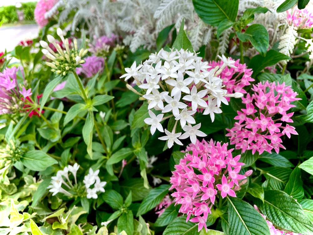 お出かけ先の画像 by lunaさん | お出かけ先とペンタスとクササンタンカ属とピンクの花と一年草扱いと花壇とアカネ科と多年草とちっちゃいものクラブとペンタス属とアカネ科クササンタンカ属(ペンタス属)と白い花と熱帯植物とペンタス スタークラスターと星屑ファンタジー