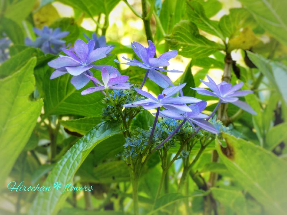 の画像 by Hirochan* flowersさん | 医療・介護の皆様に感謝と暑さに負けるなと涼しい感じのお花と青い夏の花マニアと青い小さな花マニアとJuneの会とコロナに負けるな!と紫陽花 アジサイ あじさいと山あい散策と水曜日は水色と可愛いと青い花で納涼祭2021と青い花マニアとチーム・ブルーとお花好きの人と繋がりたいと青い花大好きとチーム・ブルーNo.102