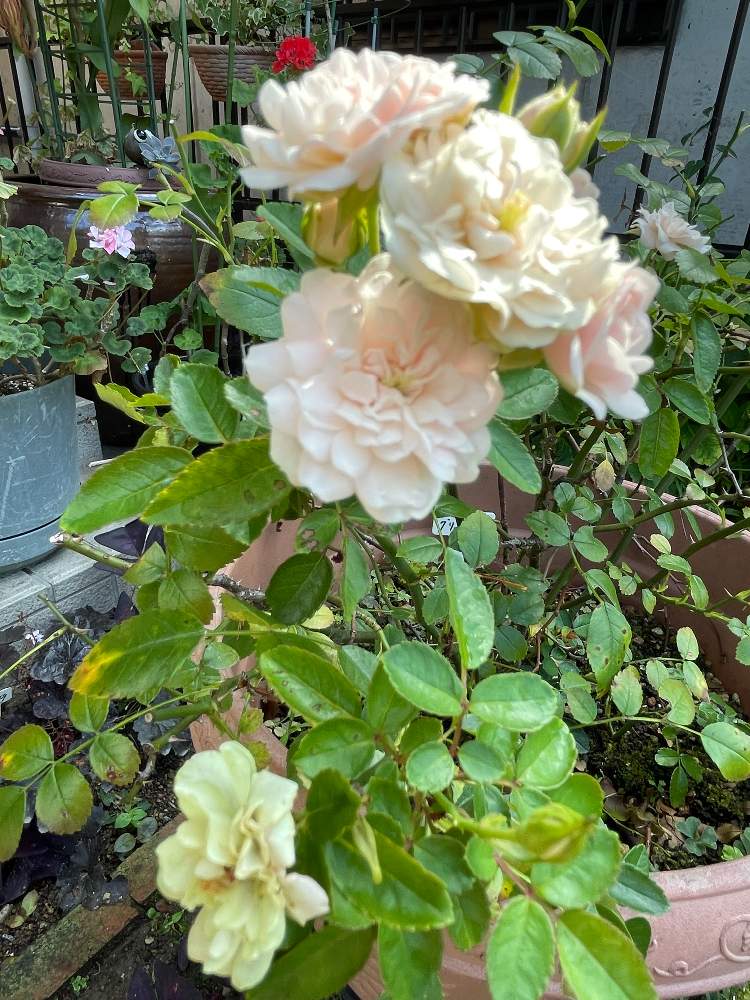 アプローチの画像 by R.sugarさん | アプローチとミニバラ・グリーンアイスと水曜ローズショーと鉢植えの花と笑って咲く花とお花のある暮らしとガンバレ日本