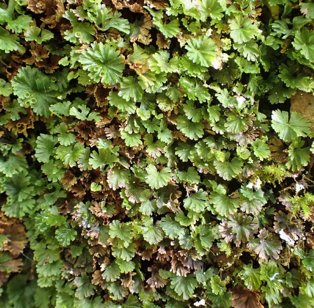 お出かけ先の画像 by plant hunter アンジュさん | お出かけ先としだ シダ 羊歯と四国と古典園芸植物と石鎚山と超重症の植中毒