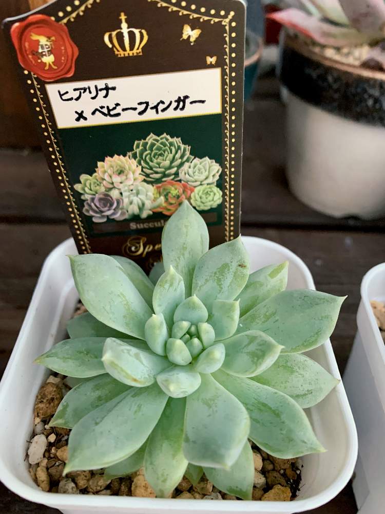 広い庭の画像 by よっしーさん | 広い庭とヒアリナ×ベビーフィンガーと多肉植物と多肉のある暮らしとおうち園芸と多肉植物とサボテンとGS皆様ありがとうと多肉棚