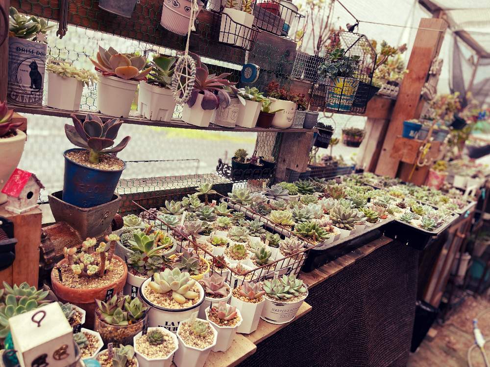 テラスの画像 by ・。+.さくら+.。さん | テラスと多肉中毒と多肉植物とモコモコ♡とプクプクちゃんと綺麗な多肉と凛々しいとネジネジと可愛い多肉ちゃん❤︎とエケベリア属と多肉女子ときれいな色とウチの可愛い子とエケベリアさんとタニラーとキュンキュン♡と可愛いとキレイな葉っぱとあばれ多肉と多肉棚とタニクちゃん