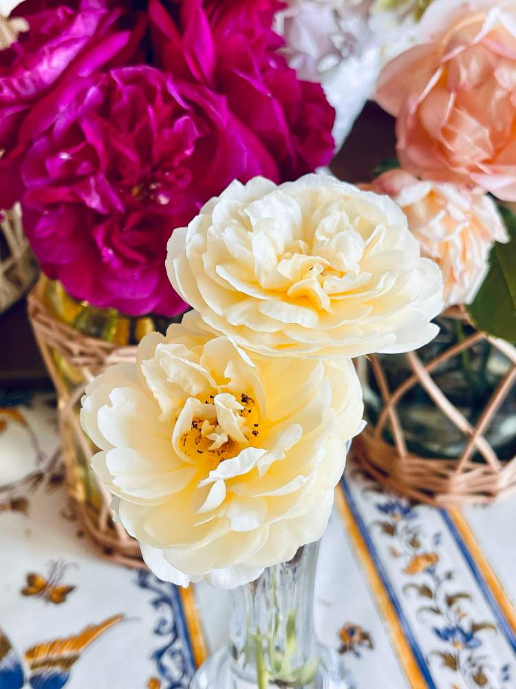 部屋の画像 by ブルーネストさん | 部屋とイングリッシュローズとDA バネッサベルとばら バラ 薔薇とおうち園芸とダイニングルームと香る花とイングリッシュ・ローズとデビッドオースティンと黄色の花とレモン色の花とガーデニングとバラを楽しむ