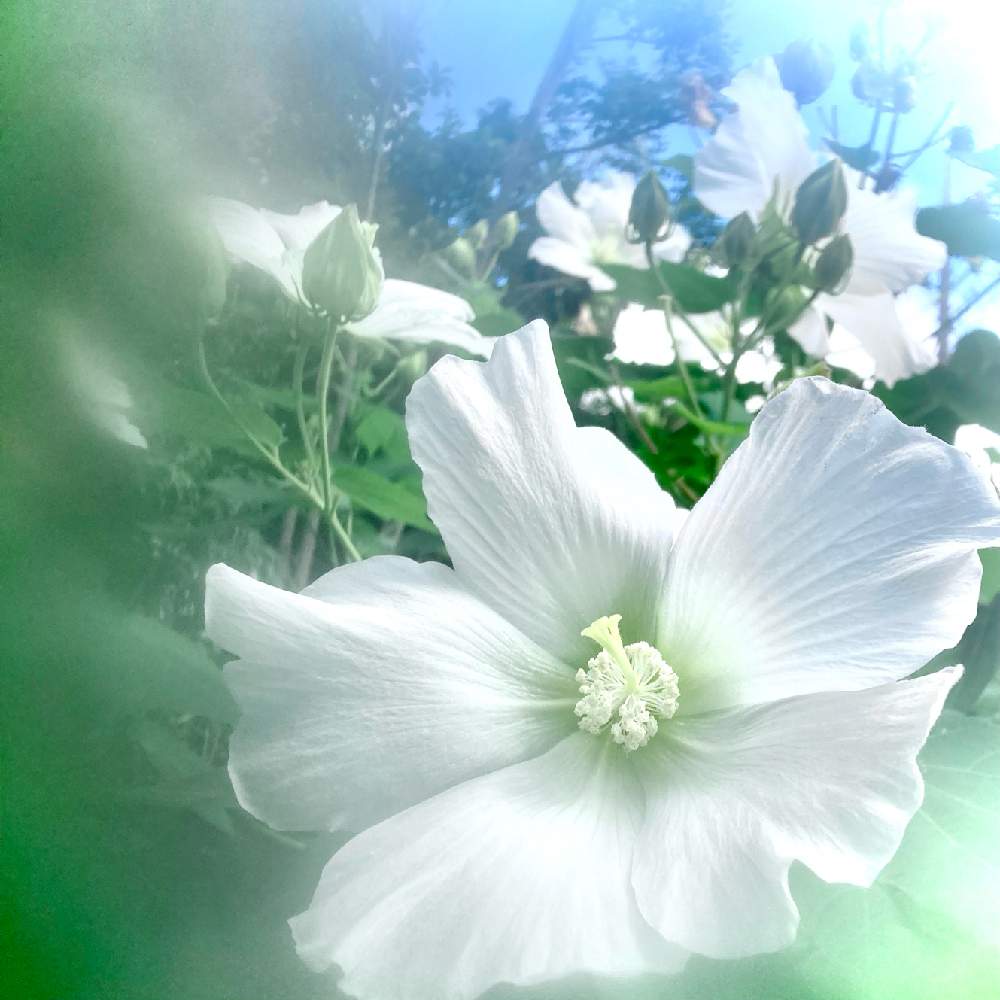 お出かけ先の画像 by ヒーちゃんさん | お出かけ先と白芙蓉の花と誕生花と花言葉と今日はなんの日?としろいはな