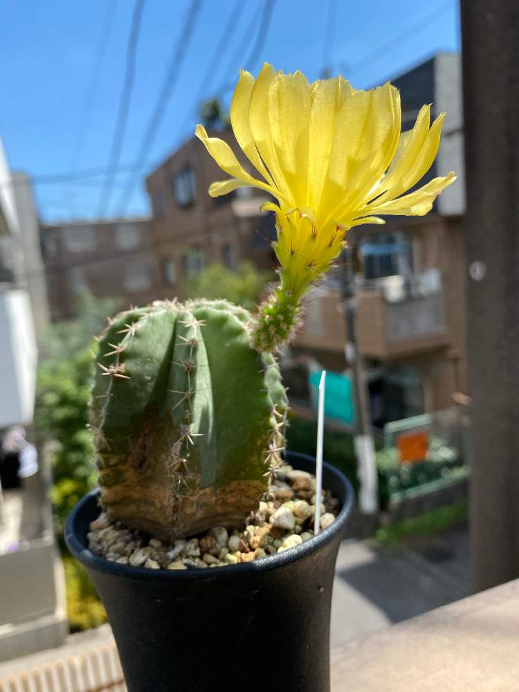 の画像 by しゅうさん | 大仏殿と緑が好きと癒しと不器用な私とお花綺麗とコロナに負けるな!と植中毒とムフフっとビタミンカラー✨と サボテンと可愛い〜♡と優しい気分と大切にしたいと綺麗だなぁと笑顔でいこう