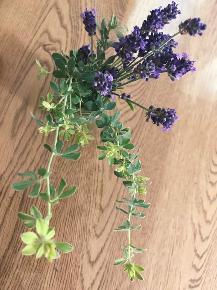 部屋の画像 by はちさん | 部屋とイングリッシュラベンダーとロータスブリムストンと花のある暮らしとかわいい♡とナチュラル系